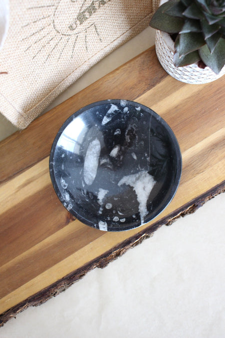 A beautiful glossy black marble bowl containing he fossils of Ammonites and Orthoceras